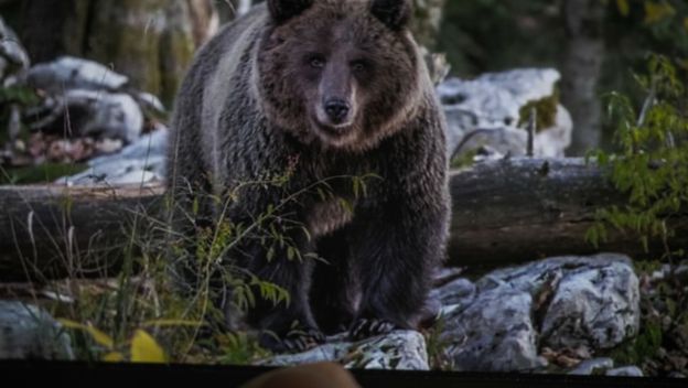 CroMedo, fotolov na medvjede i druge divlje životinje u Gorskom kotaru - 6