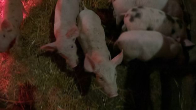 Svinjogojci traže pomoć premijera - 3