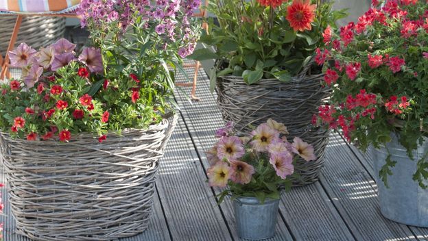 Budite oprezni s iznošenjem cvijeća van