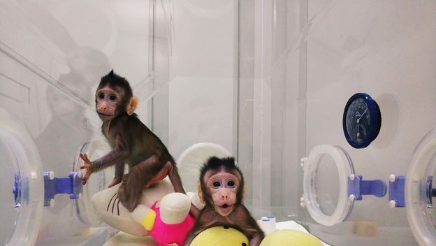 Klonirani majmuni (Foto: AFP)