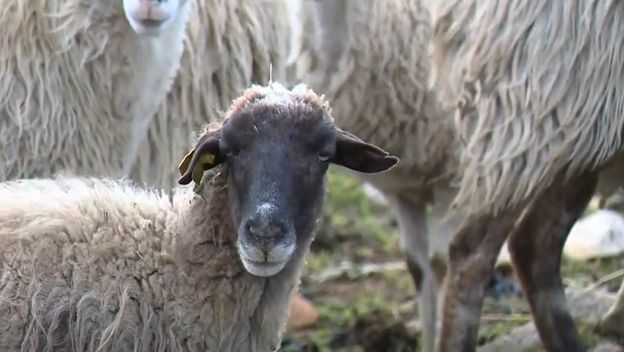 Paška janjetina - 1