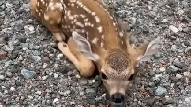 Bambi