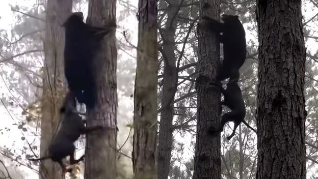 Obračun medvjeda i psa