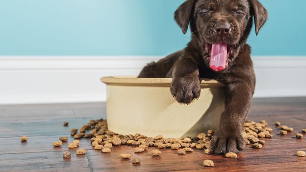 Pseća hrana, ilustracija