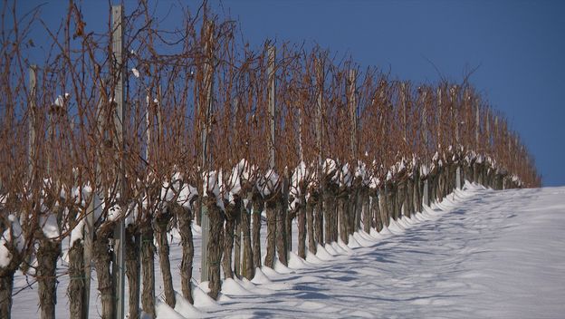 Vinogradari zadovoljni hladnoćom