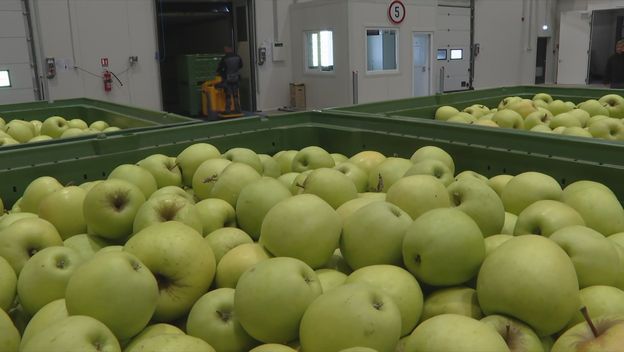 Voćari uskoro konkurentni na tržištu