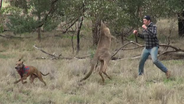 Obračun sa životinjama