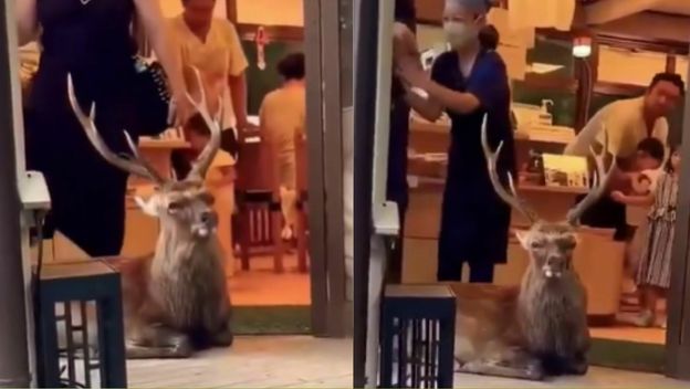 Jelen ispred vrata trgovine u Japanu