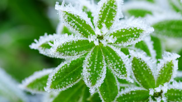 Kako se piše: mrazovi ili mrazevi