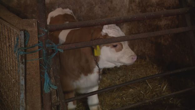 Mljekarstvo u Hrvatskoj