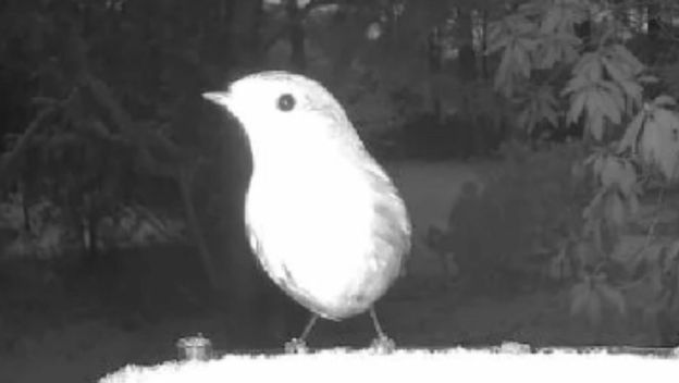 Ptica na snimci s hranilice i neobična silueta u pozadini