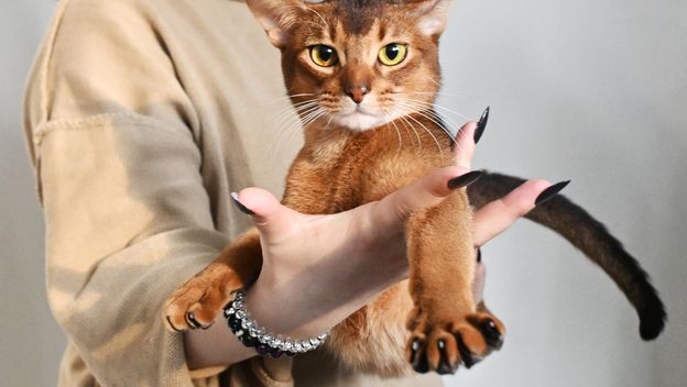 Abesinska mačka Darlen Fleur Dalmore Black proglašena je najljepšom mačkom na svijetu - 5