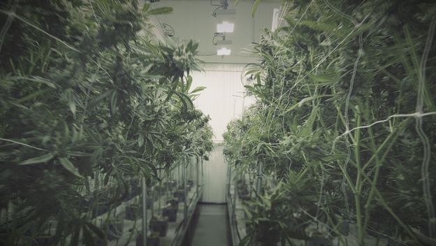 Ilustracija: marihuana