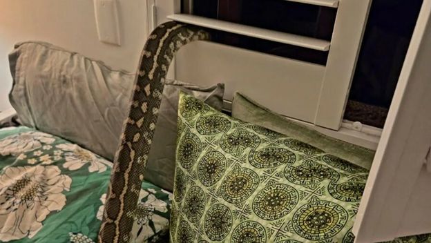 Australki se piton uvukao u krevet