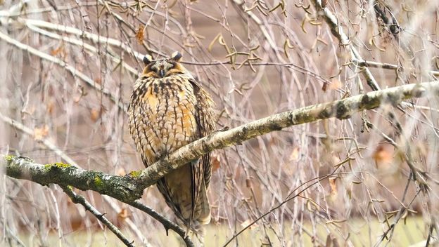 Sove ušare u Zagrebu - 6