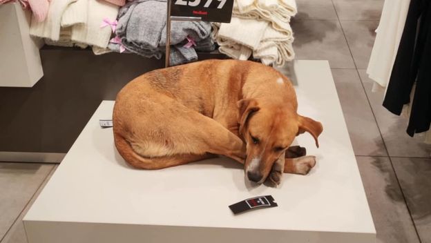 Pas je pronašao utočište u trgovini