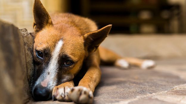 Pas lutalica, ilustracija