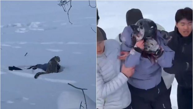 Napad snježnog leoparda