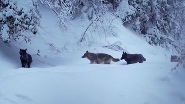 Automatska kamera Stručne službe Nacionalnog parka Plitvička jezera zabilježila je prolazak vukova u potrazi za hranom