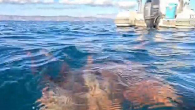 Ulovio hobotnicu kod Hvara