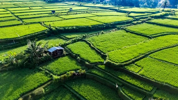 Polja riže na Baliju