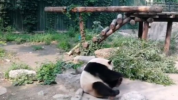 Panda Meng Da (Foto: Screenshot)