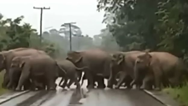 Slonovi prelaze cestu