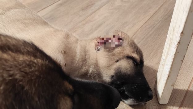 Stella, udomljena kujica bez ušiju - 1