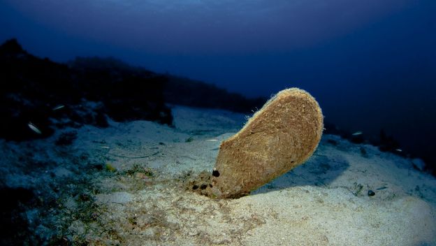 Plemenita periska (Pinna nobilis)