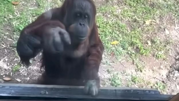 Snalažljivi orangutan