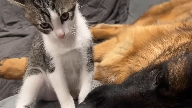 Mačka i njemački ovčar