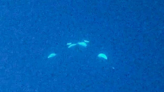 Divlje orke se ljube