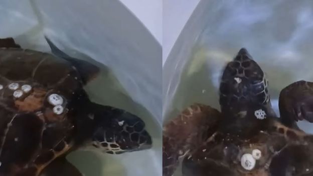 Spašena Glavata želva u akvariju