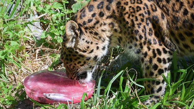 Sladoled za životinje u zagrebačkom Zoološkom vrtu - 3