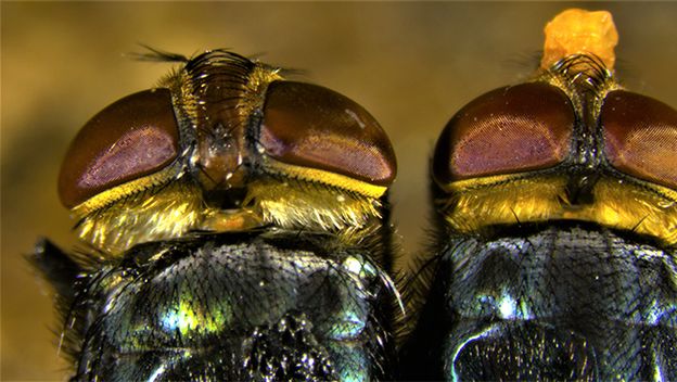 Cochliomyia hominivoraxa