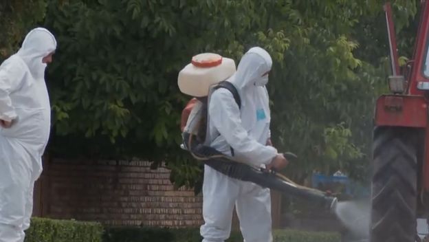 Pojava svinjske kuge - 1