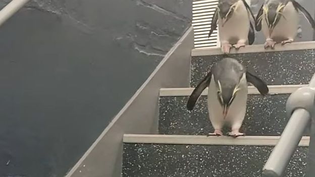 Pingvini na stepenicama