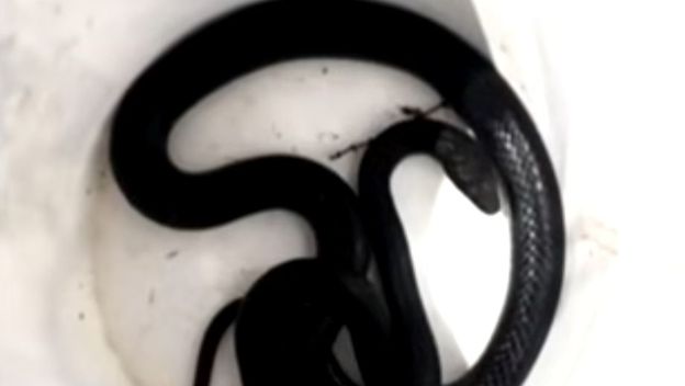 Zmija u toaletu