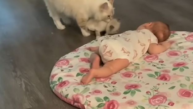 Mačke i beba