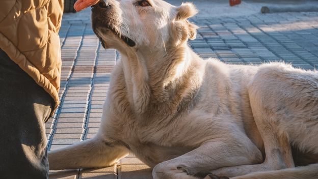 Pas njuši ruku muškarca