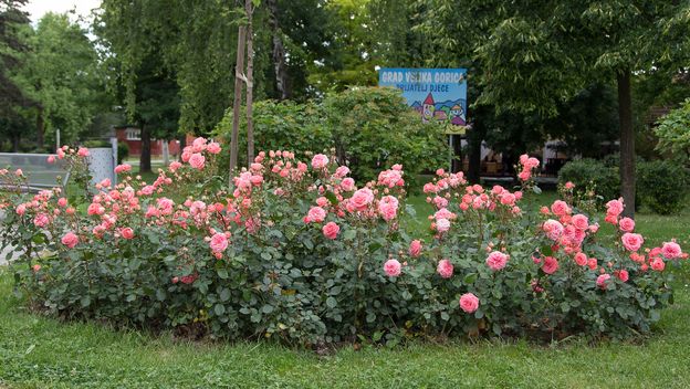 Velika Gorica ima svoju ružu koja krasi nekoliko lokacija u gradu - 10