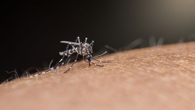 Virus Zapadnog Nila