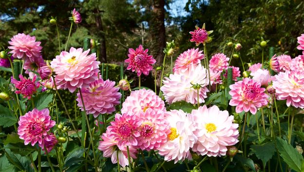 Dalija je jedan od najljepših cvjetova na svijetu