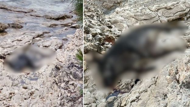 Leš divlje svinje na Braču