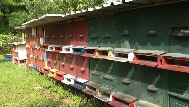Veliki pomor pčela