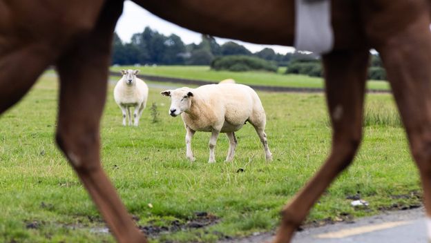 Ovca i konj, ilustracija