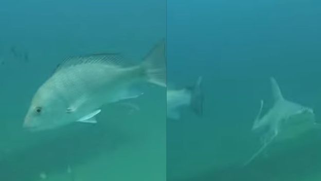 Morska stvorenja u podmorju