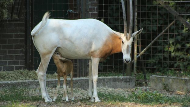 Deset dana stara oriksica iz zagrebačkog zoo vrta lijepo napreduje - 3