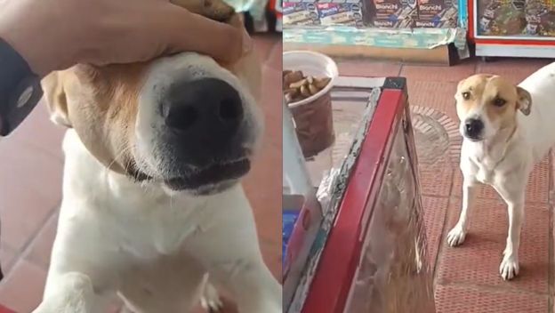 Pas u slastičarnici