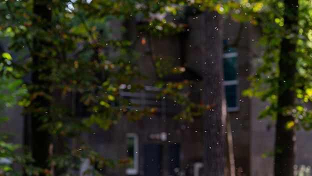 Najezda komaraca, ilustracija